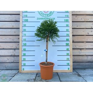 Kryptoméria japonská (Cryptomeria japonica) ´GLOBOSA NANA´ - výška 60-80 cm, kont. C9L (-26 °C) - NA KMIENKU